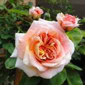 cudowna róża