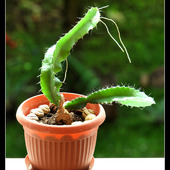 Dziwny kaktus :-)