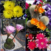 Kaktusowy mix kwiatowy