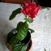 Moja chińska róża. ;-D