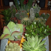 Moja skromna kolekcja kaktusów i sukulentów