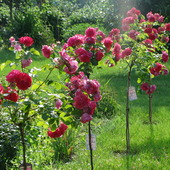 Moje róże rosarium:)