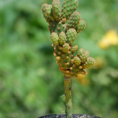 Opuntia microdasis Rufida