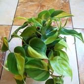 Philodendron Scanden
