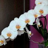 Phalaenopsis - biały z dużymi kwiatami