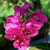 Phalaenopsis bordowy