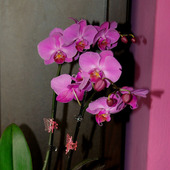 Phalaenopsis Różow