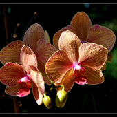 Phalaenopsis - w innym świetle :-)