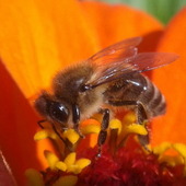 Pszczółka podczas pracy :)