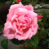 róża z cebra polana:)