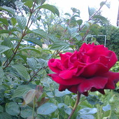róże też ładne
