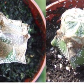 szczepienie na Astrophytum ornatum