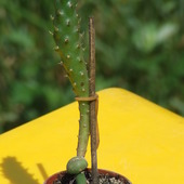 Tephocactus Mistiens