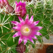 Wianuszkowe kwiecie :) kaktusowe :)