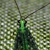 Zielony owad latający...ZŁOTOOK