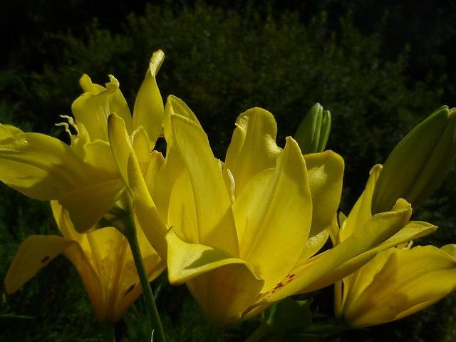 Słoneczne jęzorki lilii Fata Morgana:))))