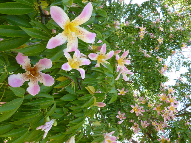 Cudownie kwitnące okazałe drzewo w parku palmowym w Palermo / Sycylia /