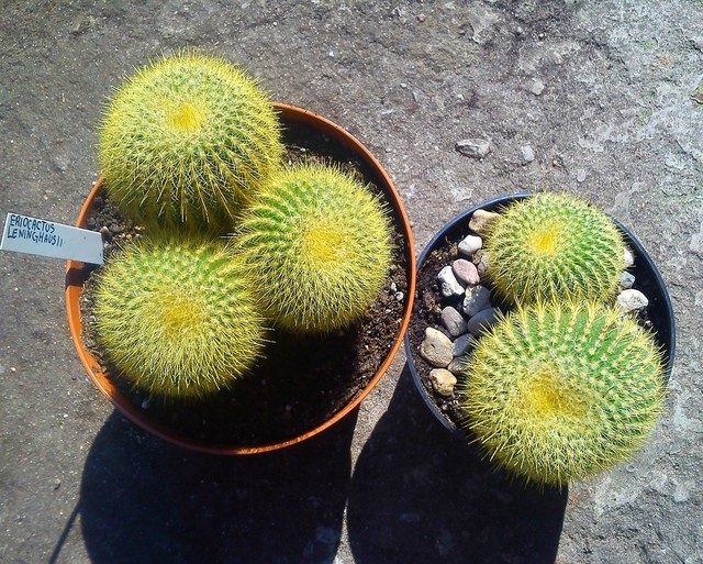 Eriocactus leninghausii  :)