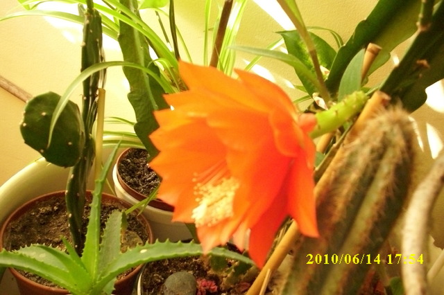 Kaktusikowy kwiatek