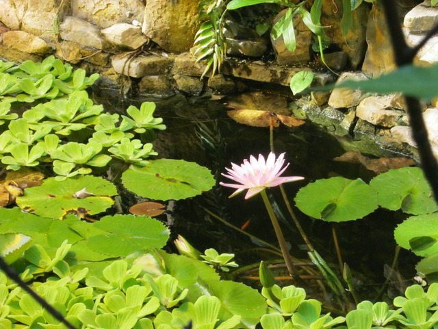 Lilia z ogrodu botanicznego