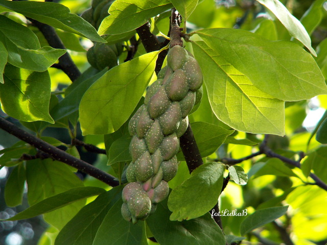 Magnolia-owoce
