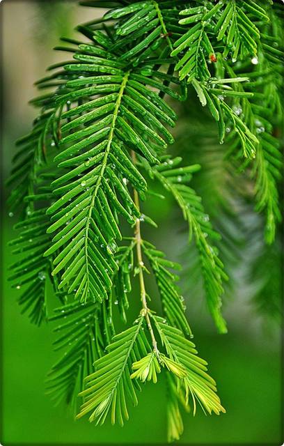 Metasekwoja chińska (Metasequoia glyptostroboides)