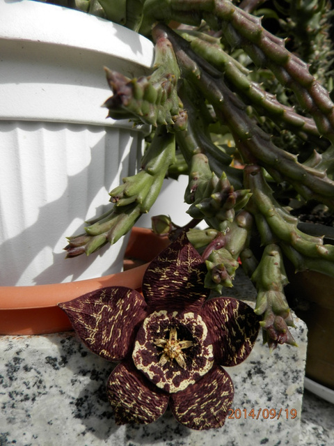 Orbea variegata- 