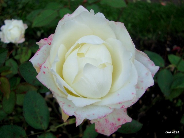  Róża odm - / Ru''hkor / .  Makro.
