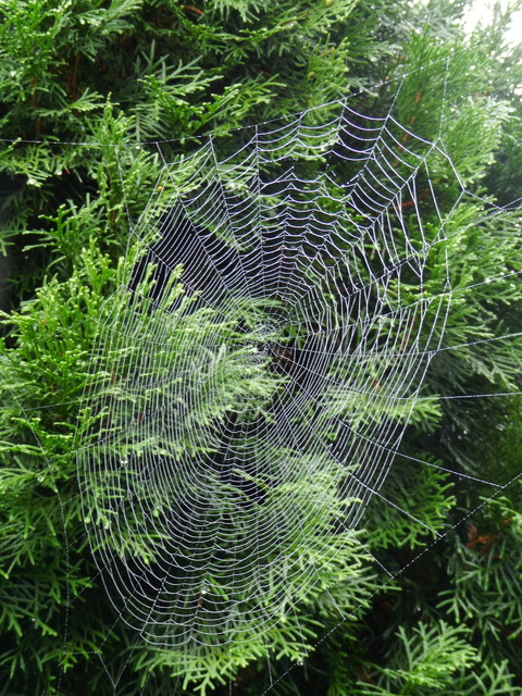 Sieć pająka