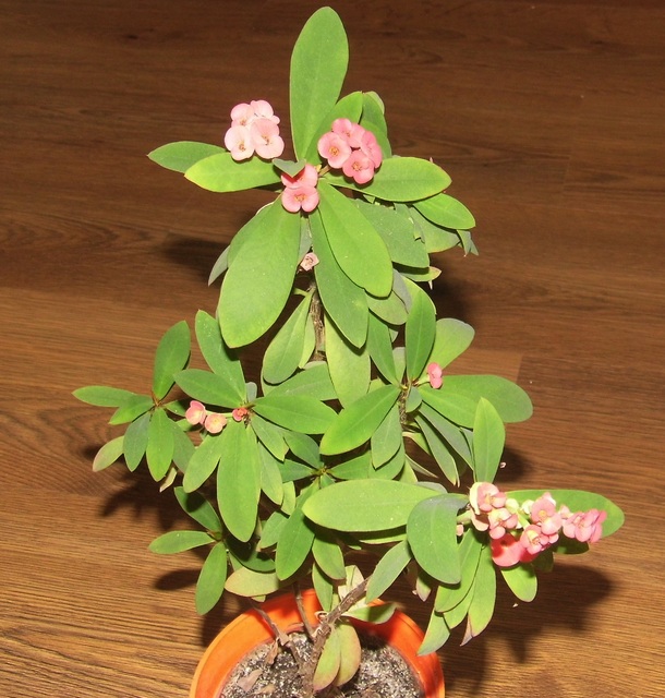 Wilczomlecz lśniący Euphorbia millii 