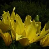 Słoneczne jęzorki lilii Fata Morgana:))))
