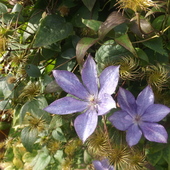 Clematis I To Chyba 