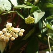 Hoya krohniana