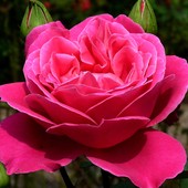 jesienne...róze