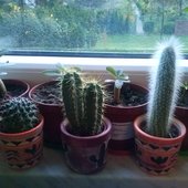 Kaktusy i Adenium