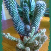 Kaktusy Mojej Kuzynk