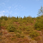 Las w Walii