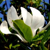  Magnolia odm - / Stellata /. Makro.