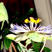 Moja Passiflora - jej pąk i kwiat.