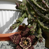 Orbea variegata- 