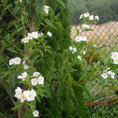 Psianka o białych kwiatuszkach.