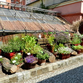 Rośliny przyprawowe-Wrocławski Ogród Botaniczny