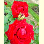  Róża odm - / Ingrid Begman / .  Makro.