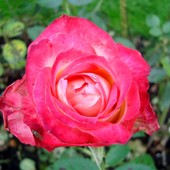  Róża odm - / Korrev / .  Makro.