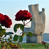 Róże z Gdyni...