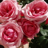 Różowych snów:)