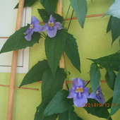 Thunbergia Grandiflora