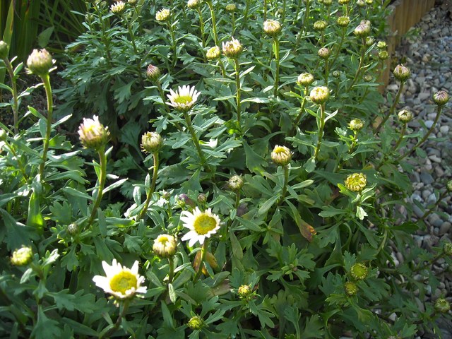 Chrysanthemum alpinum :)