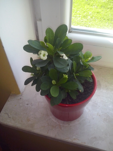 Euphorbia milli,biala