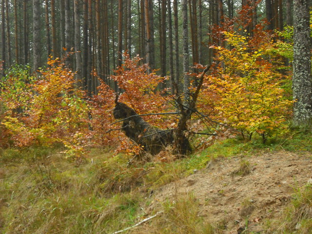 Jesienny las i 